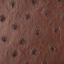 Cardholder - ostrich chocolate brown